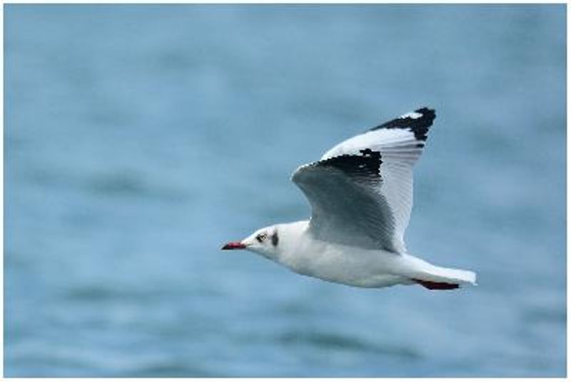 Brown headed Gull