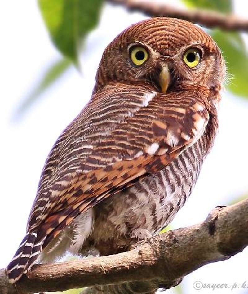 Jungle Owlet