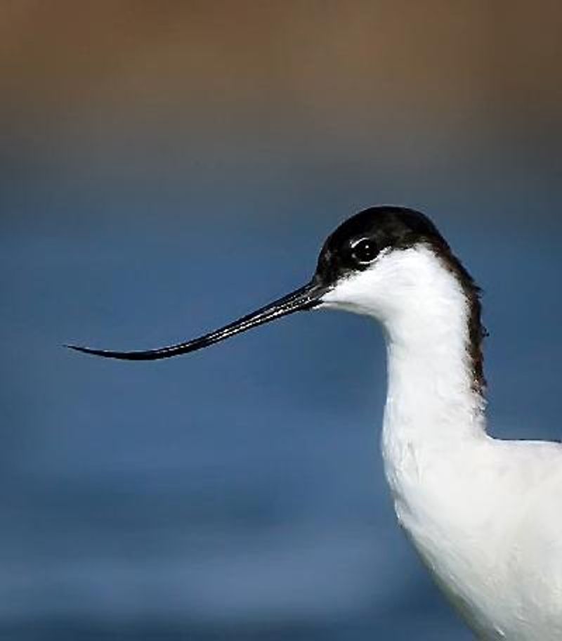 Pied Avocet