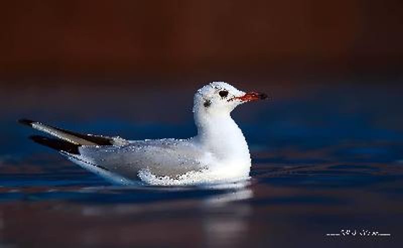 Black headed Gull