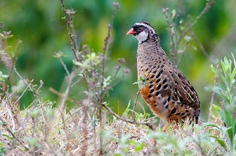 Painted Bush Quail