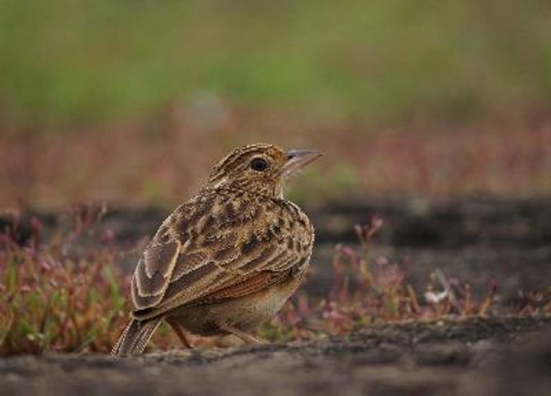 Jerdon's BushLark