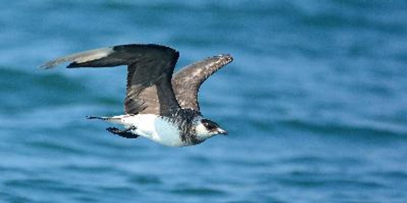 Arctic Skua