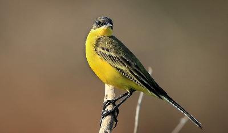 Western Yellow Wagtail