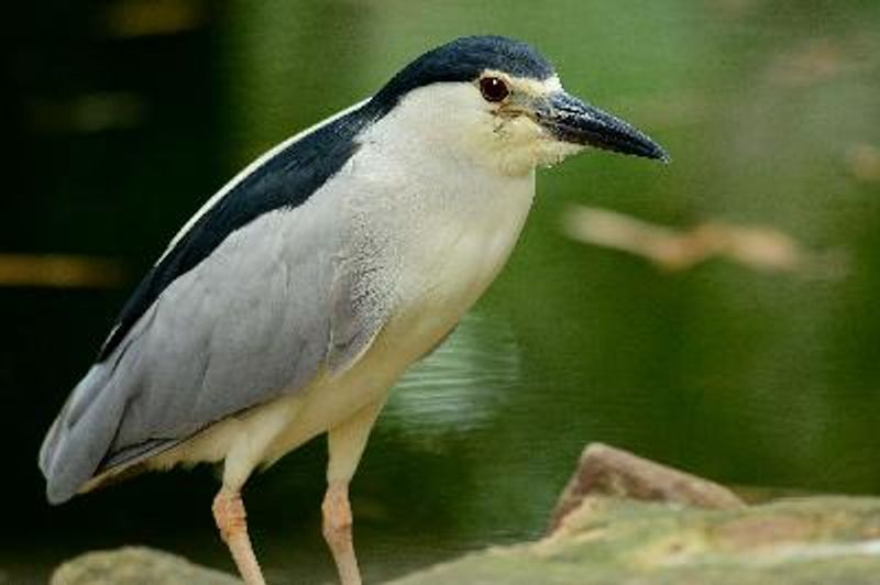 Black crowned Night Heron