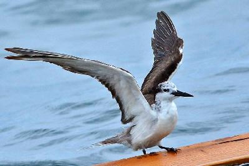 Bridled Tern