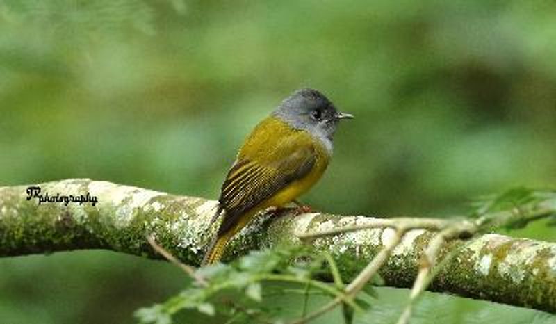 Grey headed Canary flycatcher