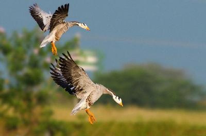 Bar headed Goose