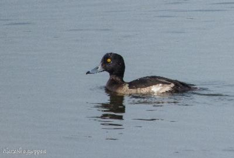 Tufted Duck