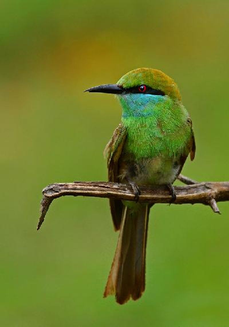 Green Bee eater