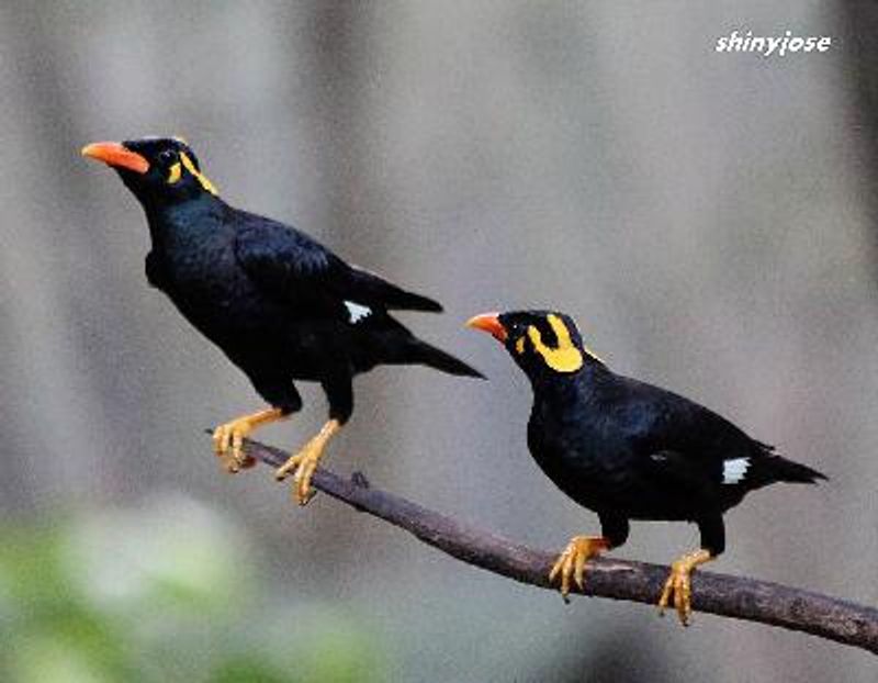 Hill Myna