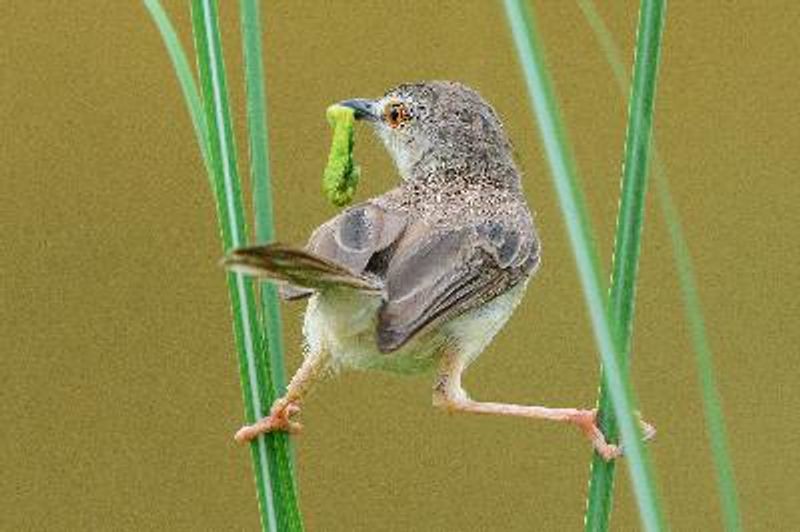 Plain Prinia