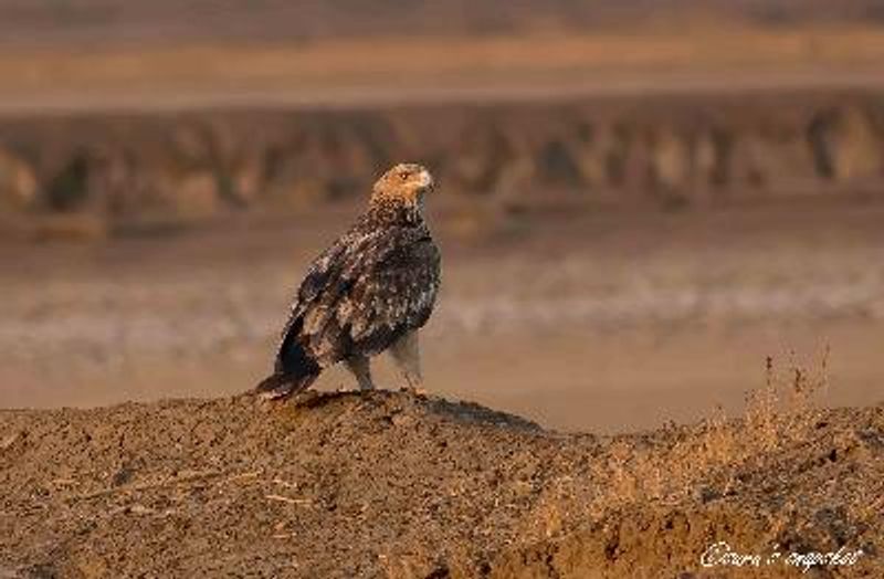 Eastern Imperial Eagle