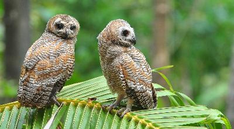 Mottled Wood Owl