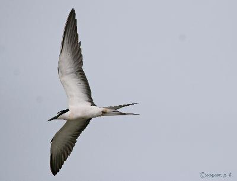 Bridled Tern