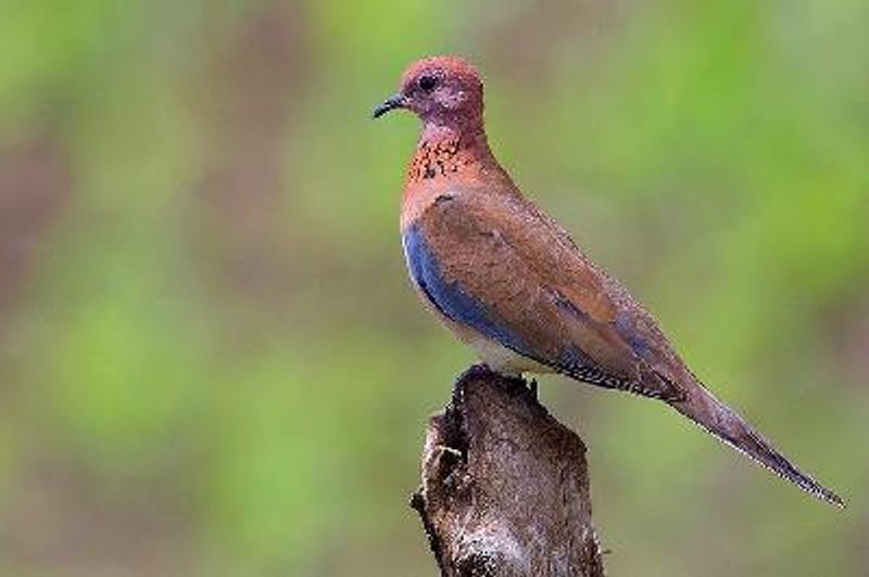 Laughing Dove