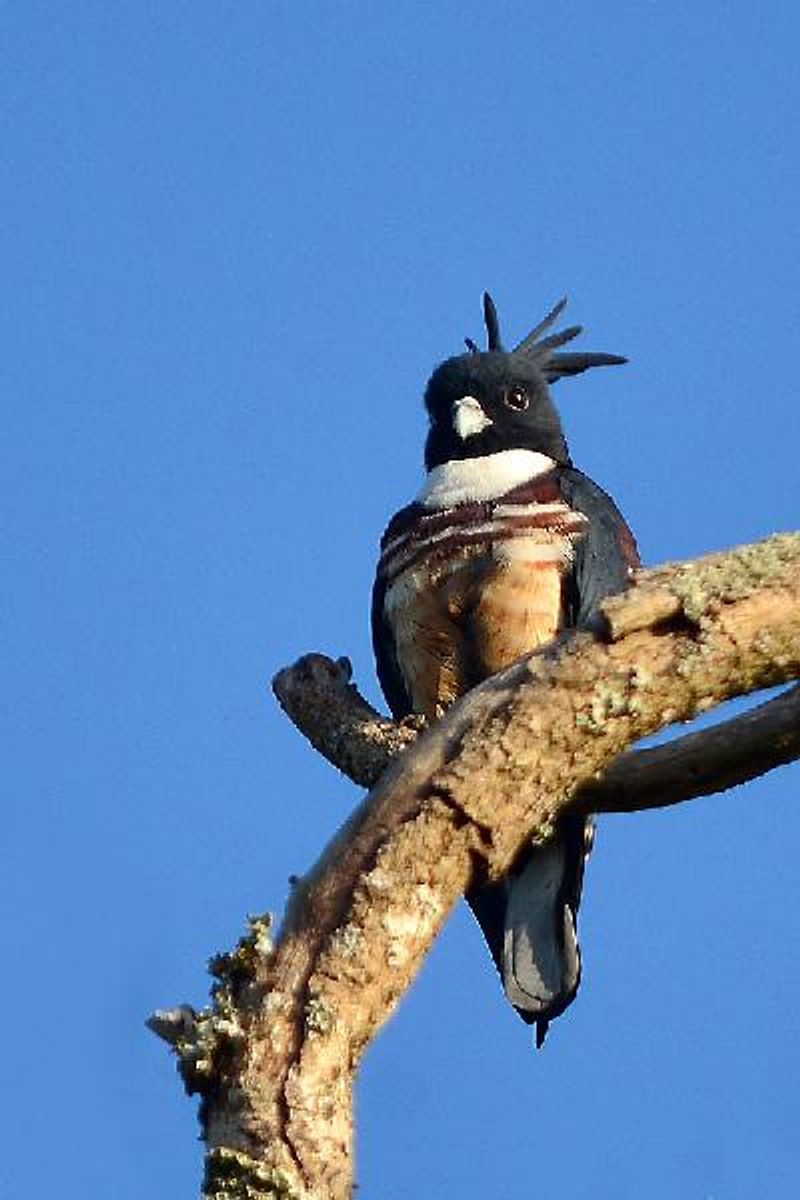 Black Baza