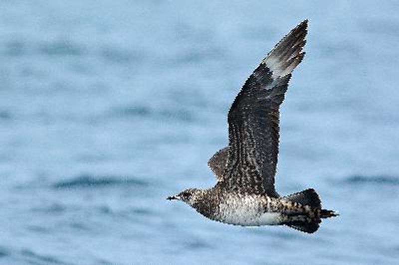 Arctic Skua