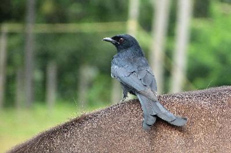 Black Drongo