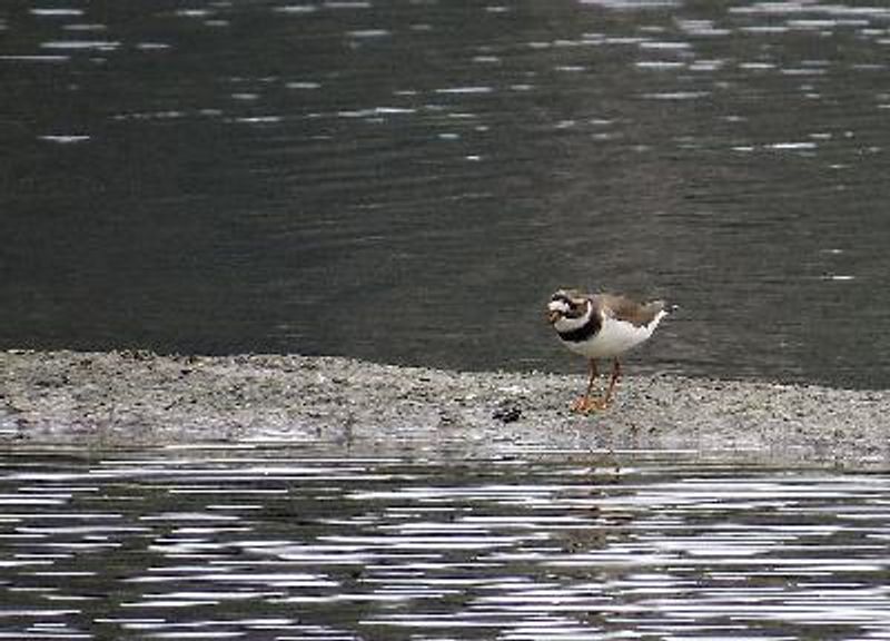 Common Ringed Plover