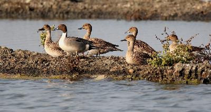Northern Pintail