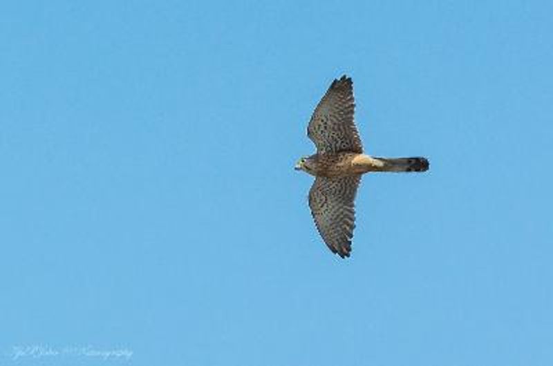 Lesser Kestrel