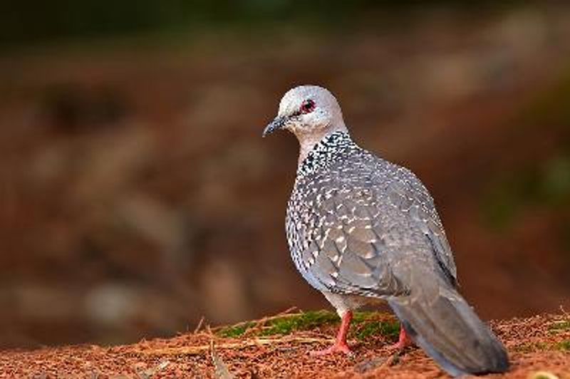 Spotted Dove