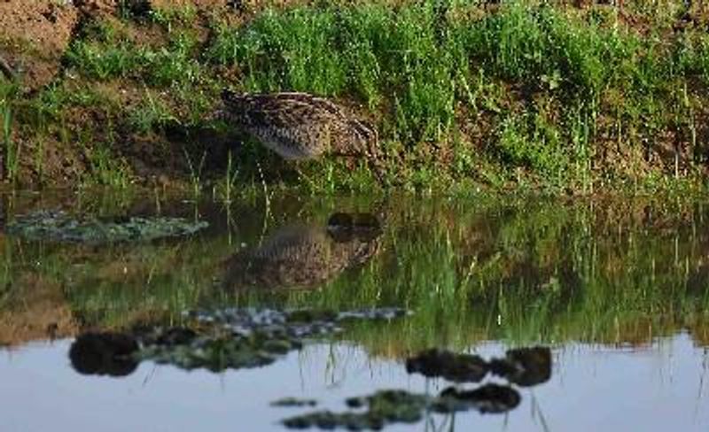 Pintail Snipe