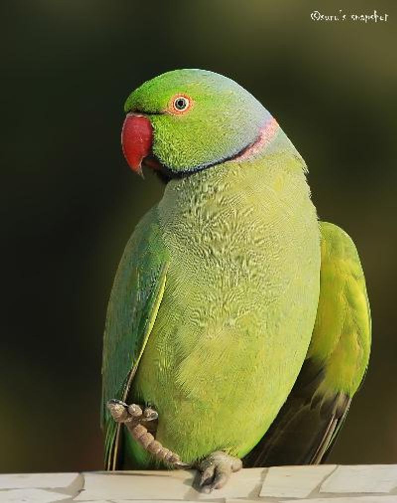 Rose ringed Parakeet