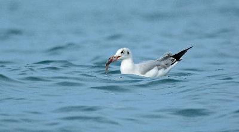 Black headed Gull