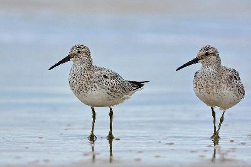 Great Knot