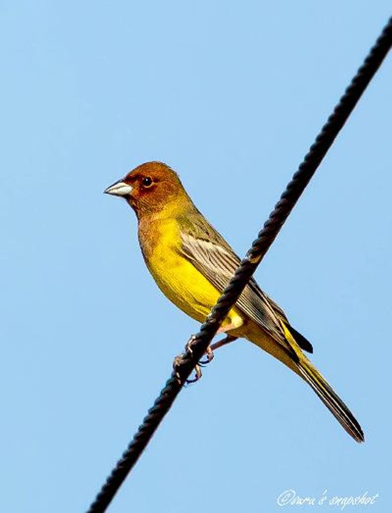 Red headed Bunting