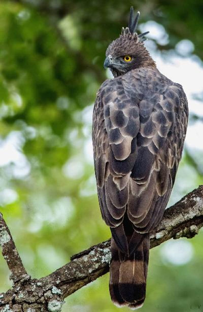 Crested Hawk Eagle