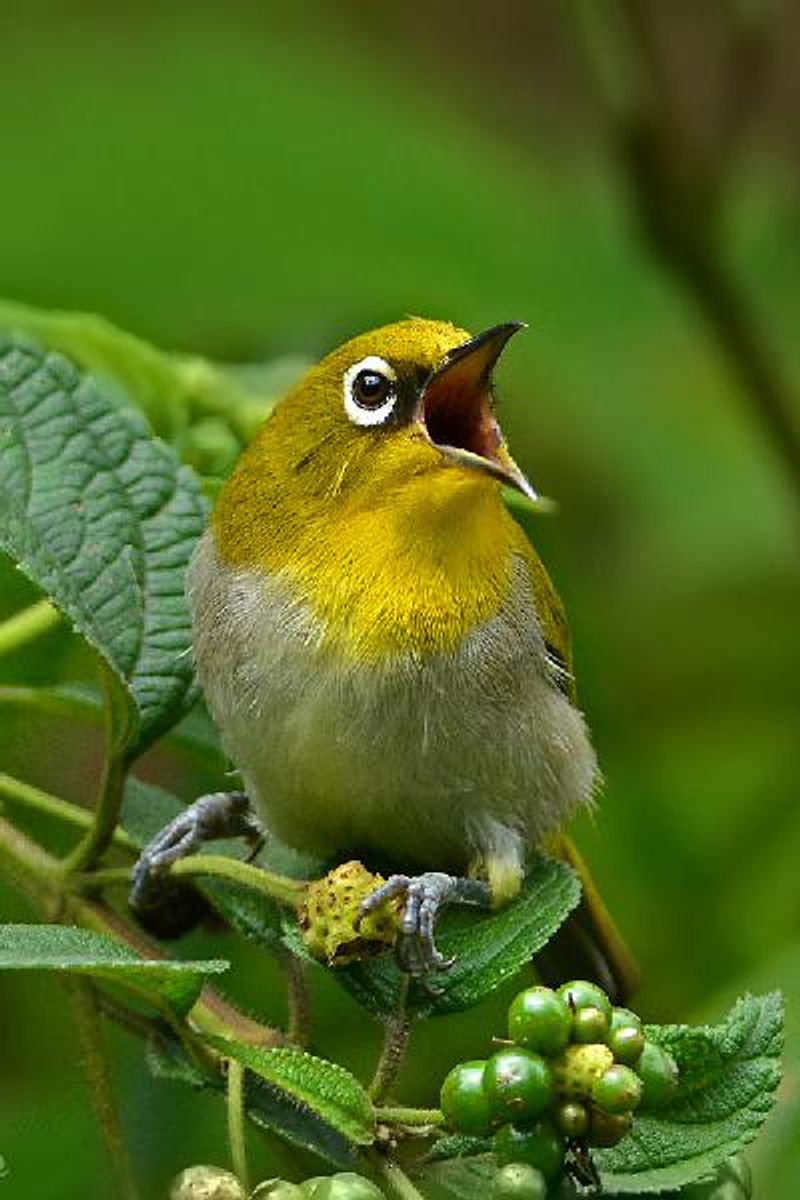 Oriental White eye