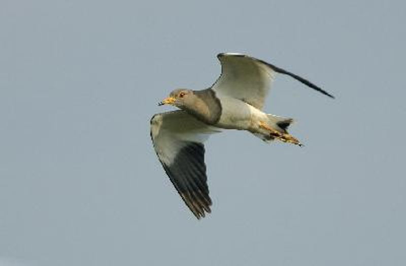 Grey headed Lapwing