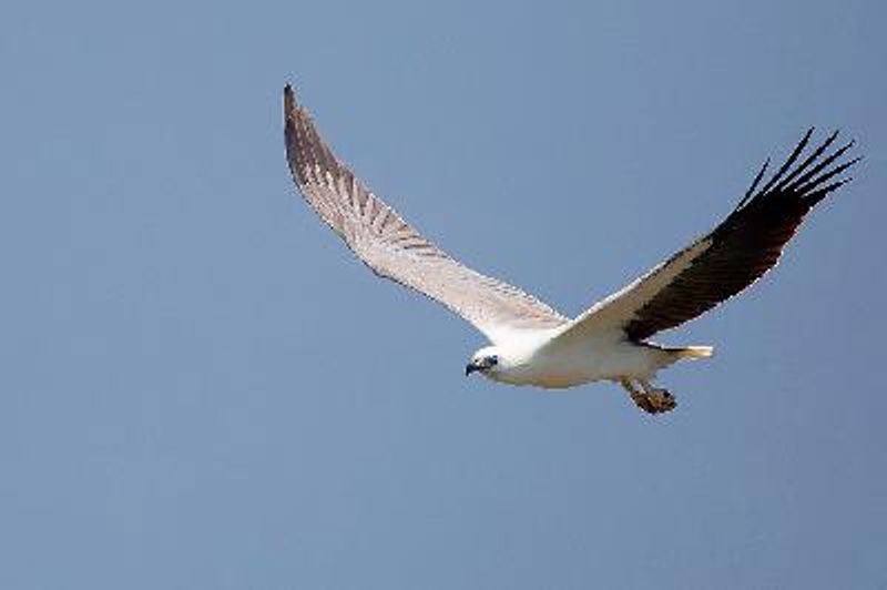 White bellied Sea Eagle