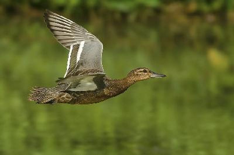 Garganey