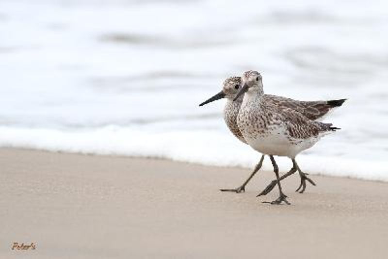 Great Knot