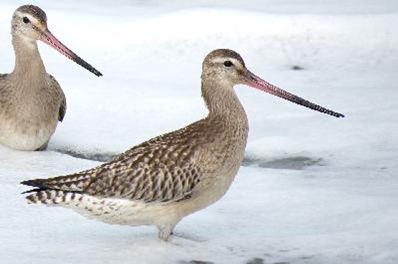 Bar tailed Godwit