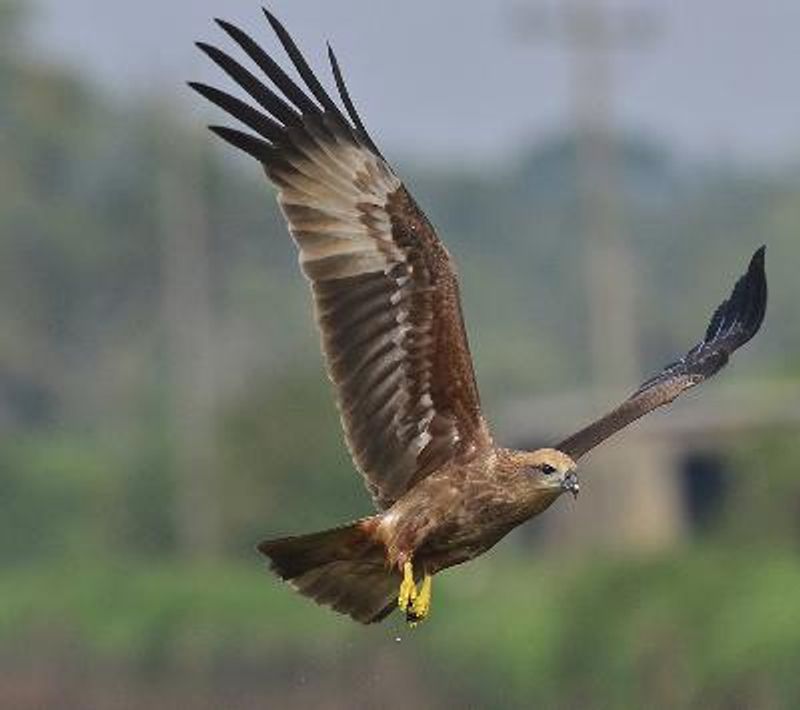 Brahminy Kite