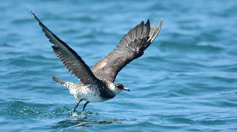 Arctic Skua