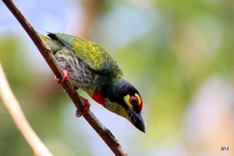 Coppersmith Barbet