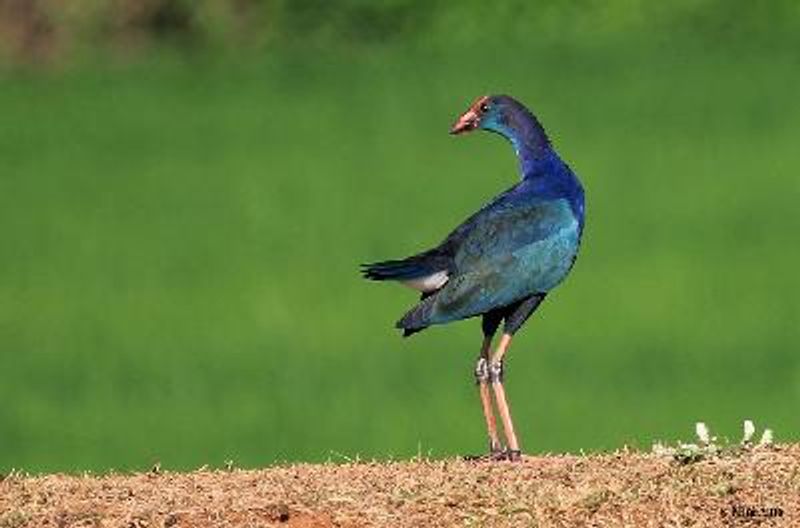 Purple Swamphen