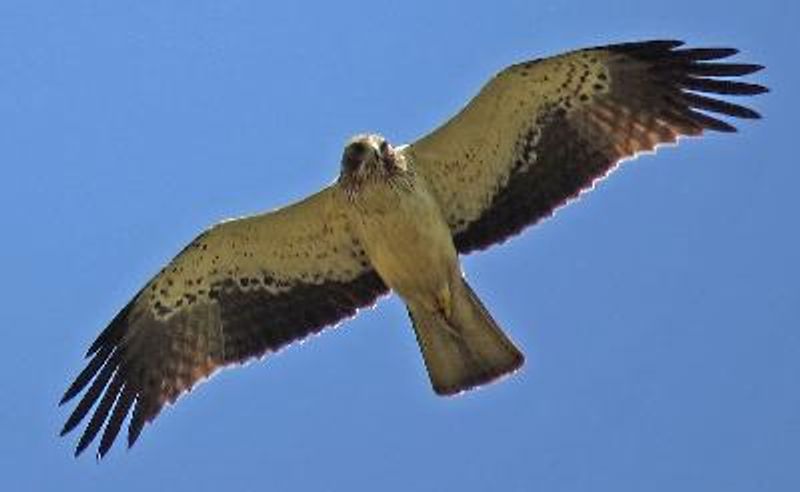 Booted Eagle