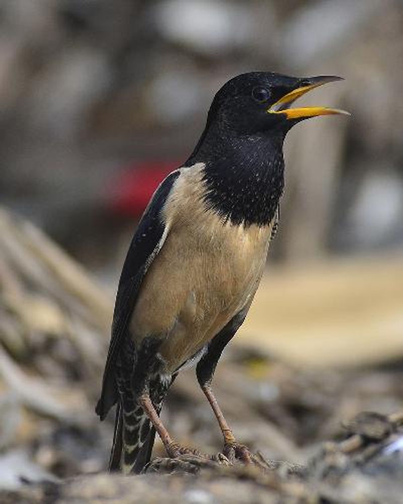 Rosy Starling