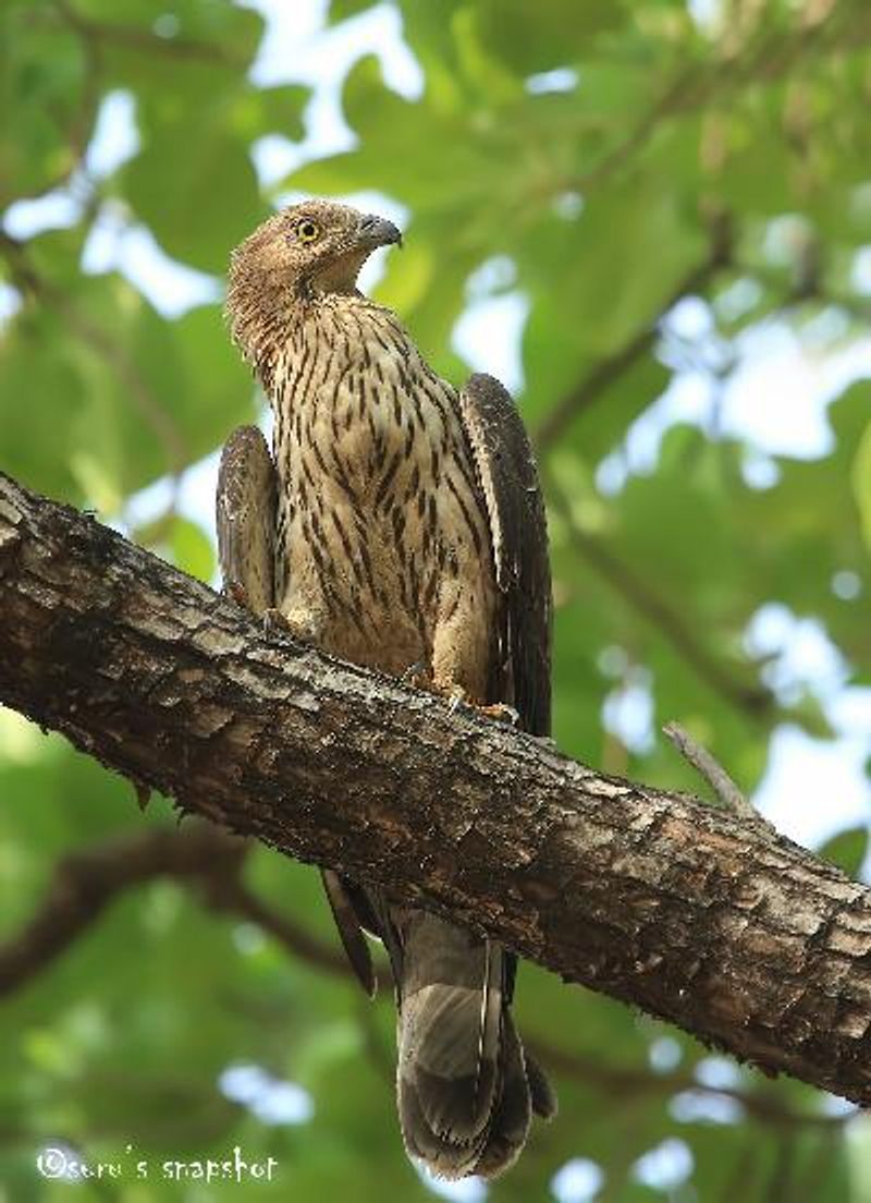 Oriental Honey buzzard