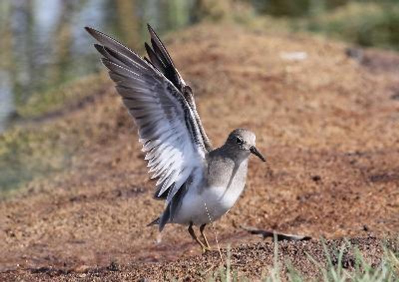 Temminck's Stint