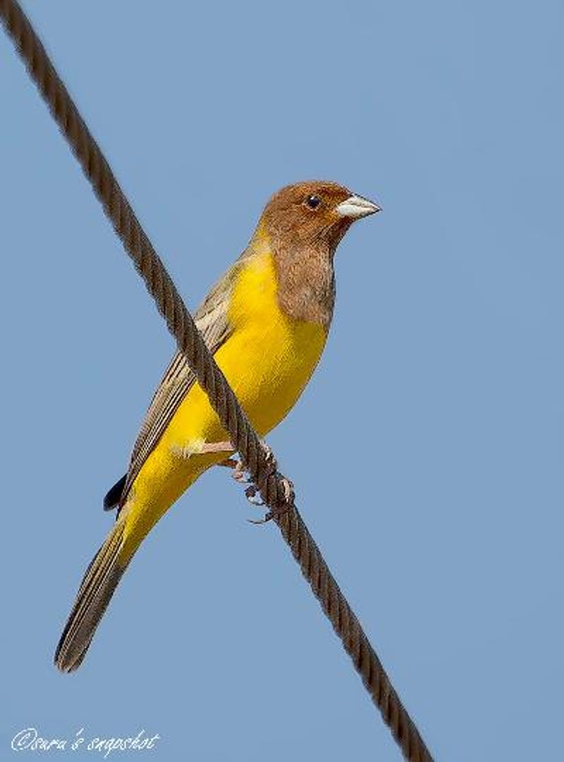 Red headed Bunting