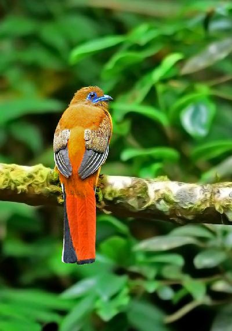 Malabar Trogon