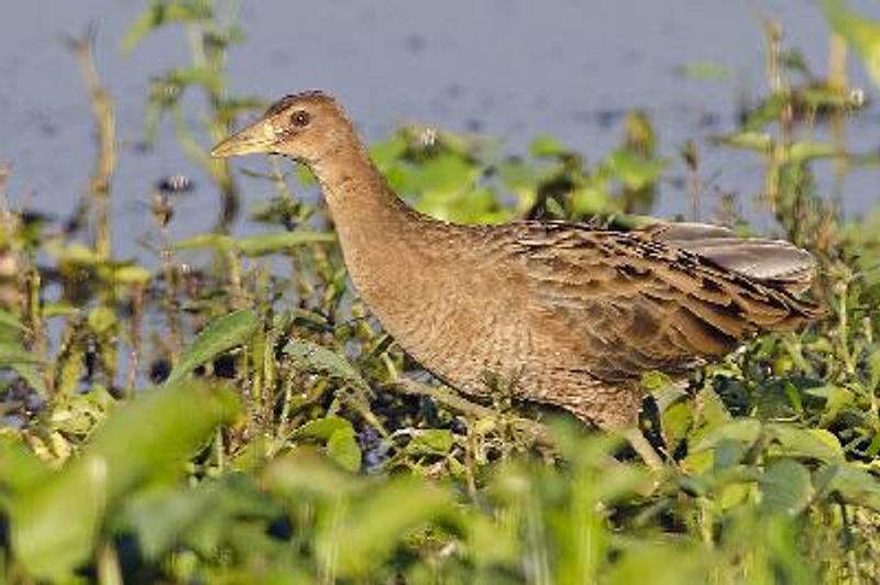 Watercock